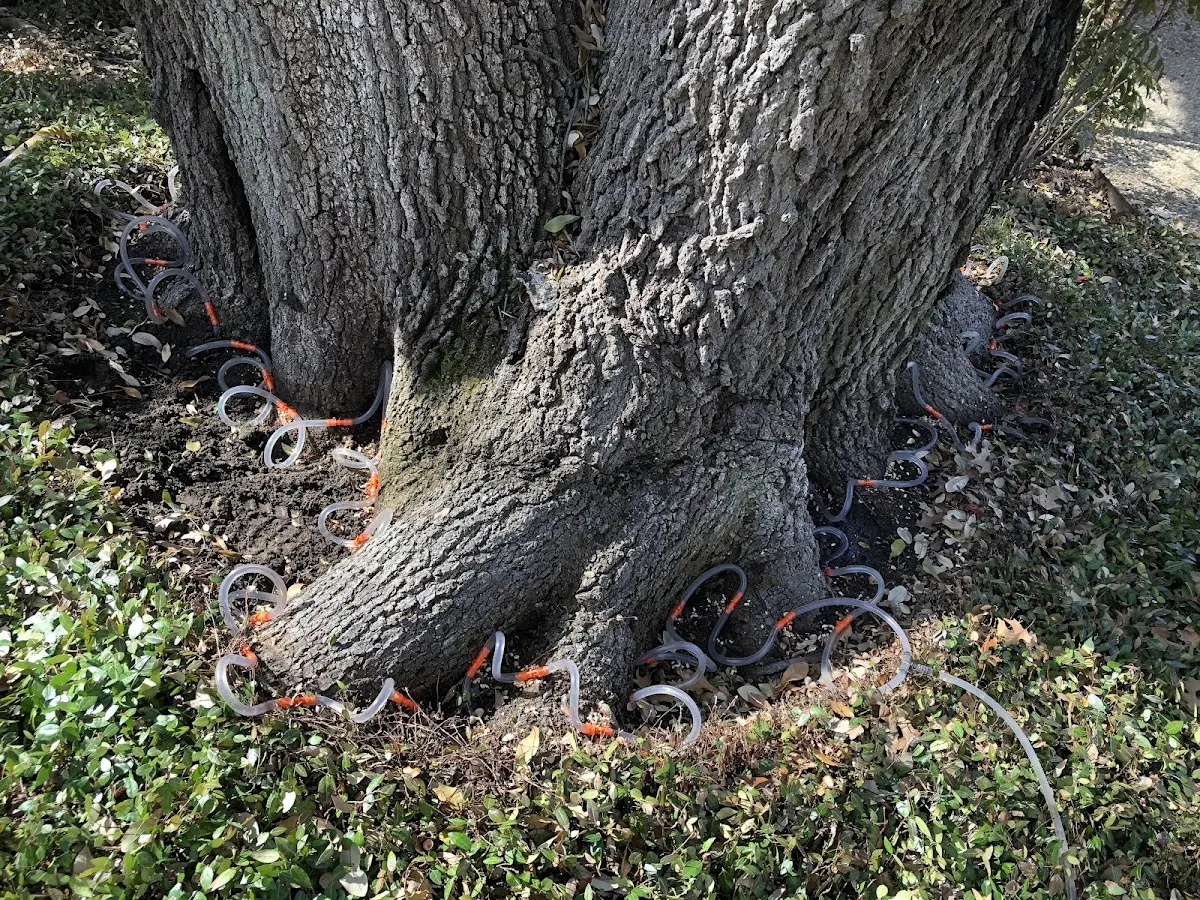 Detailed Tree Cabling and Bracing job site in Union Pier
