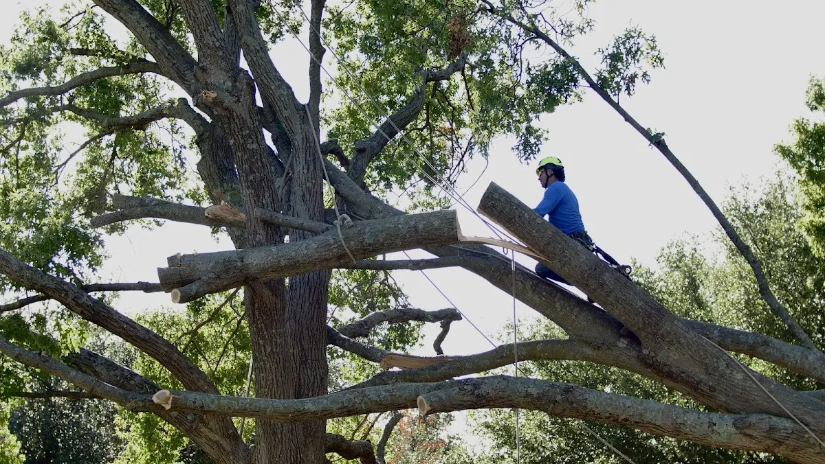 Professional Crown Thinning performed by certified arborists in Union Pier